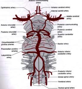 Mi a neuro-ophthalmológia (NO) feladata a látópályarendszer és a szemmozgatórendszerek sérülésekor?