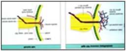 Diagnostic algorithm for the Evaluation of Visual Disorder caused by Papilla edema Entity - Syndrome Symptoms - Finding Decision Testing of the Visual Function History