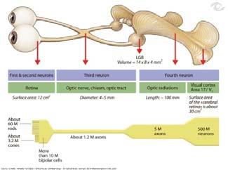 ) Testing of the Afferent pupillomotoric reflexes(rapd) Pathological Ophthalmoscopy 2. prechiasmalchiasmalretrochiasmal- n.ii.