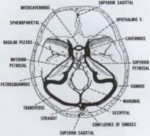 Superior SSS; SSI, s. rectus, s. transversus, s. sigmoideus,s. tentorialis, s.