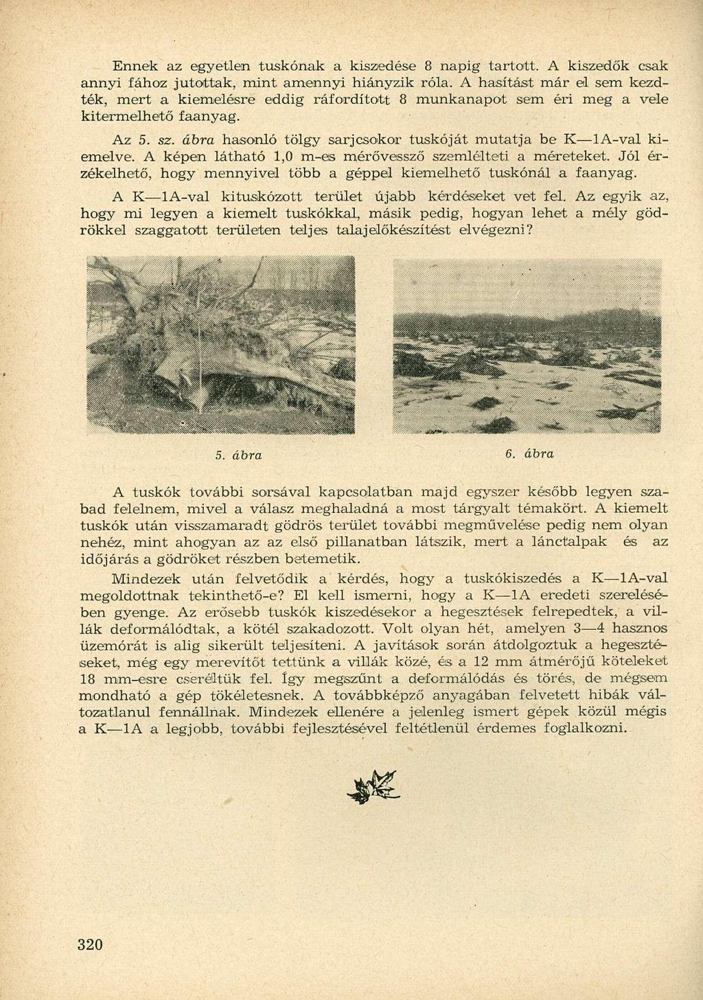 Ennek az egyetlen tuskónak a kiszedése 8 napig tartott. A kiszedők csak annyi fához jutottak, mint amennyi hiányzik róla.