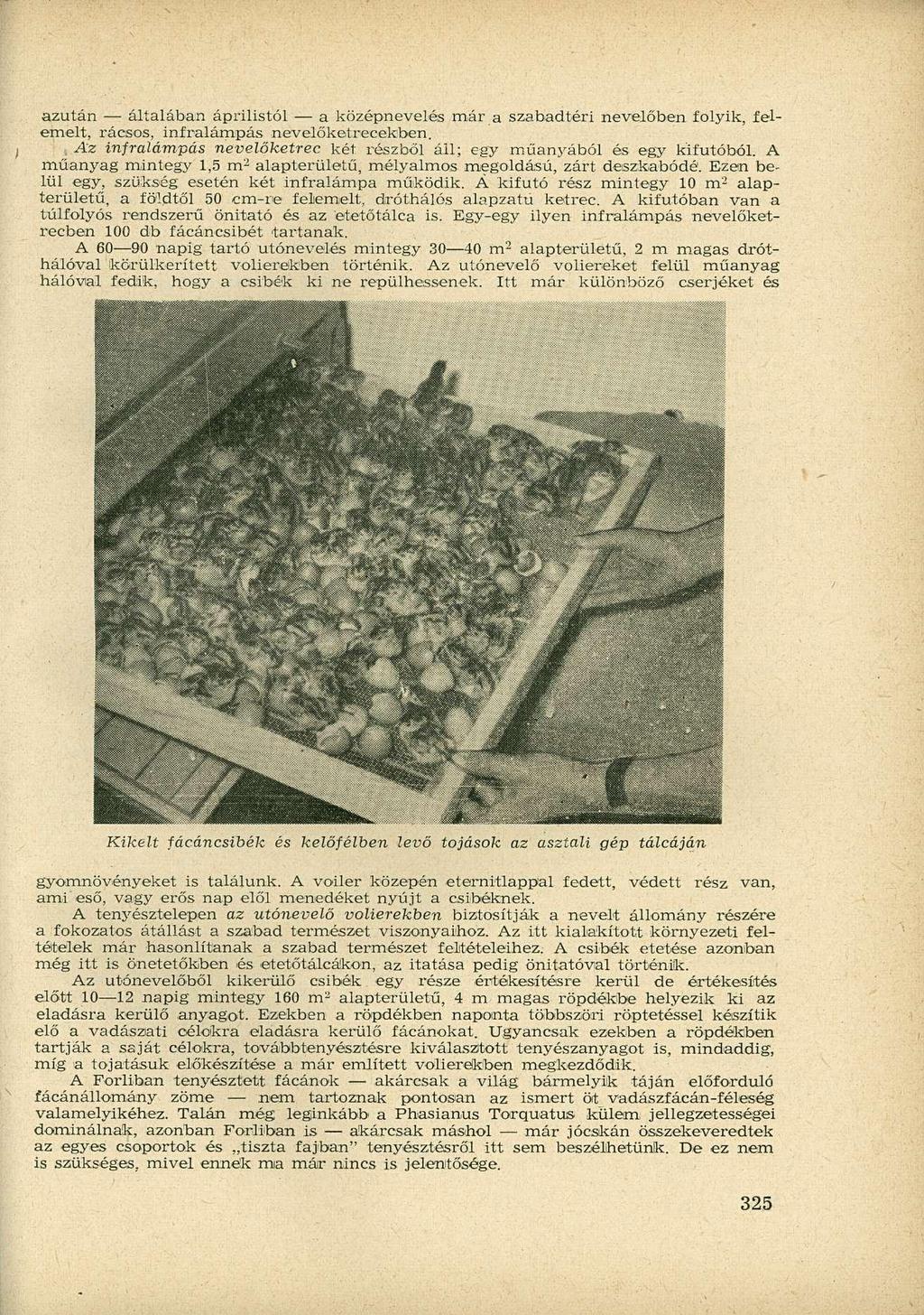azután általában áprilistól a középnevelés már a szabadtéri nevelőben folyik, felemelt, rácsos, infralámpás nevelőketrecekben.