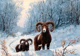Muflonkosok, Mouflon, 50