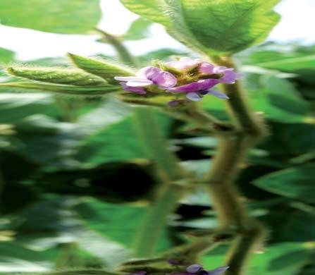 Fajtajogosult: Sumi Agro Hungary Kft. Hazánkban 2006. év óta van köztermesztésben. Ma a legnagyobb területen termesztett szójafajta.