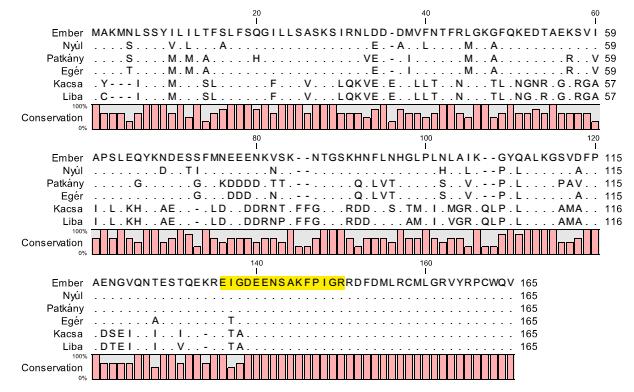 3. ábra: A melanin koncentráló hormon (MCH) fehérje aminosav-szekvenciájának fajok közötti összehasonlítása. Sárgával emeltük ki az MCH fehérje azon szakaszát, melyet a kiválasztott antitest felismer.