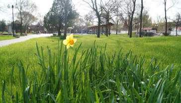 zöldfelület, illetve