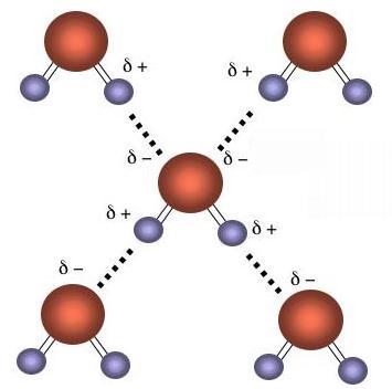 Másodlagos kötések 2 H-kötés: a H-atom 2 nagy elektronegativitású atom (F, O, N)