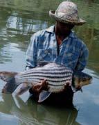 photos: mrc RtIRkaj;-Climbing perch