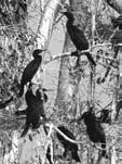 BBYkstVsøabepSg² EdlesÞIrEtKµankarRBYy)armµN_ ( Least Concern ) CaRbePTEdlminmanTTYlkarKMramkMEhg b k¾esiþretminmankarkmramkmehg rymman RbePT EdlsMbUrhUrehor Tinñn½yminRKb;RKan; ( data deficient)