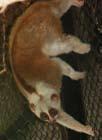 etacmáúd-pileated Gibbon