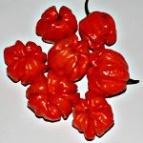 2-35 ta 866 Habanero Ugandian Red 867 Habanero Vicente Sweet Nagyon különlege