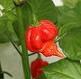 25-3 3-45 4-5 Scotch Bonnet MOA 817 Red Jamaica A MOA Scotch Bonnet nagyobb, pirora érő változata.