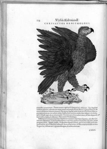 Ulisse Aldrovandi műveinek összkiadása a 17. századból az SZTE Klebelsberg Könyvtárban 169 5 6. kép.