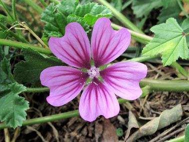 Malva sylvestris erdei