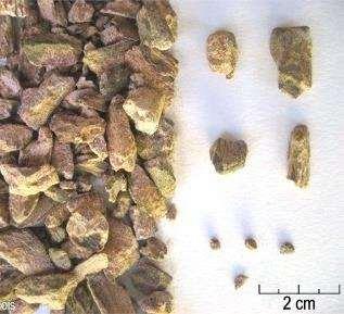 Rhei radix / rhizoma rebarbaragyökér Drog: répaformájú rhizóma sok mellékgyökérrel, 6-8 éves növényről gyűjtve Hatóanyagok: antranoidok: rhein, rheumemodin cseranyagok, pektin Hatás: A