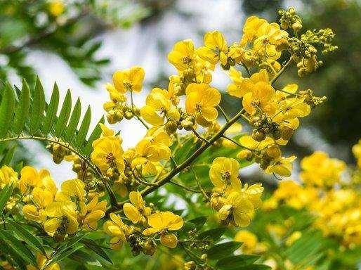 Cassia