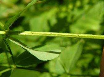 Hypericum perforatum lyukaslevelű orbáncfű