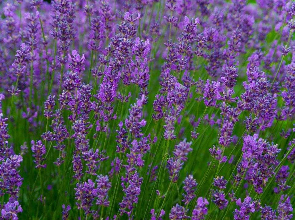 Lavandula
