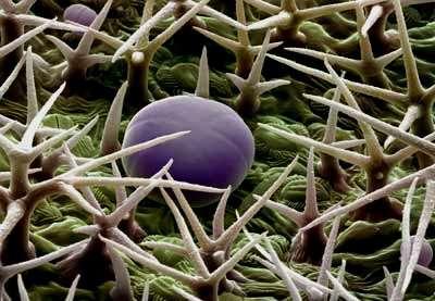 kockacukorra Neuralgia esetén 1ml illóolaj