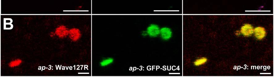 (A) ap-3 protoplast co-expressing a Wave127R construct (left) and a construct for GFP-SUC4 (middle).