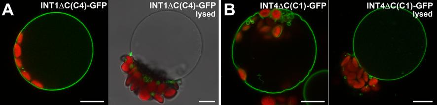 Supplemental Figure 3 Supplemental Figure 3. Subcellular localization of INT1 C(C4)-GFP and INT4 C(C1)-GFP.