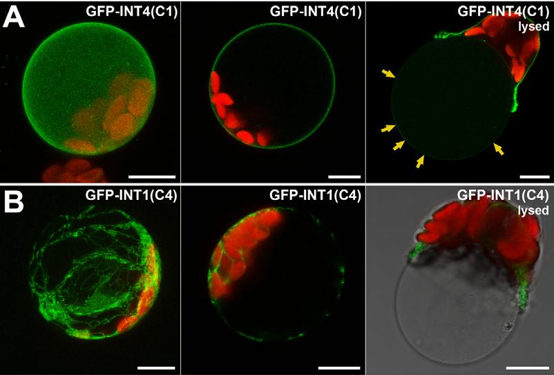 Supplemental Figure 4 Supplemental Figure 4. Subcellular localization of GFP-INT4(C1) and GFP- INT1(C4).