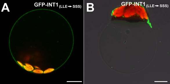 Supplemental Figure 5 Supplemental Figure 5. Subcellular localization of GFP-INT1 (LLE SSS).