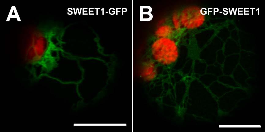 Supplemental Figure 6 Supplemental Figure 6. Subcellular localization of SWEET1-GFP and GFP- SWEET1 analyzed 72 h after transformation.