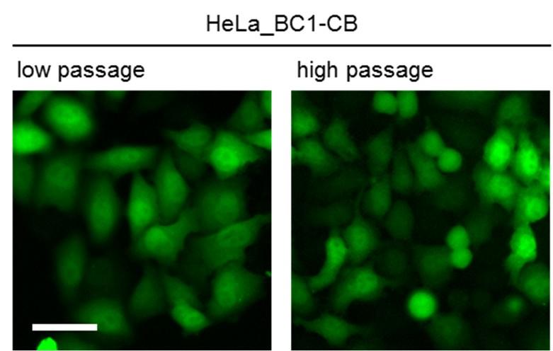 Supplementary Figures Figure S1 Stable HeLa_BC1-CB cell line displays heterogeneity in CB expression at high cell passages.