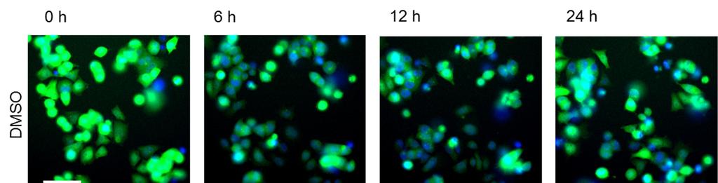 Figure S3 Fluorescence images of DLD-1_AAVS1_Ub-R-BC1-CB cells upon compound