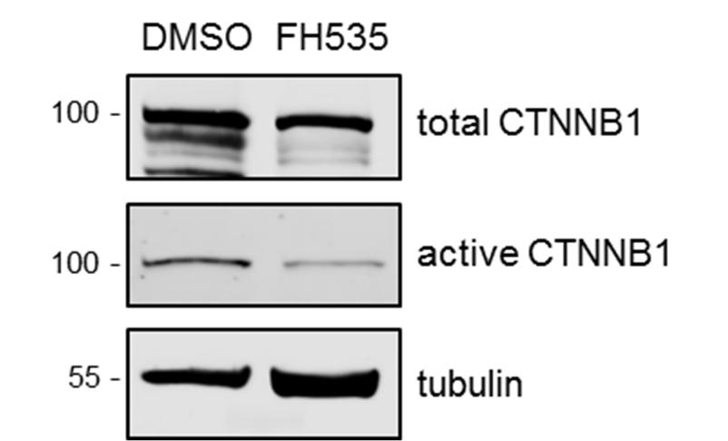Figure S4: FH535 reduces the amount of active CTNNB1 in DLD-1_AAVS1_Ub-R-BC1-CB cells. DLD-1_AAVS1_Ub-R-BC1-CB were either treated with 10 µm FH535 or 0.01 % DMSO as control for 24 h.