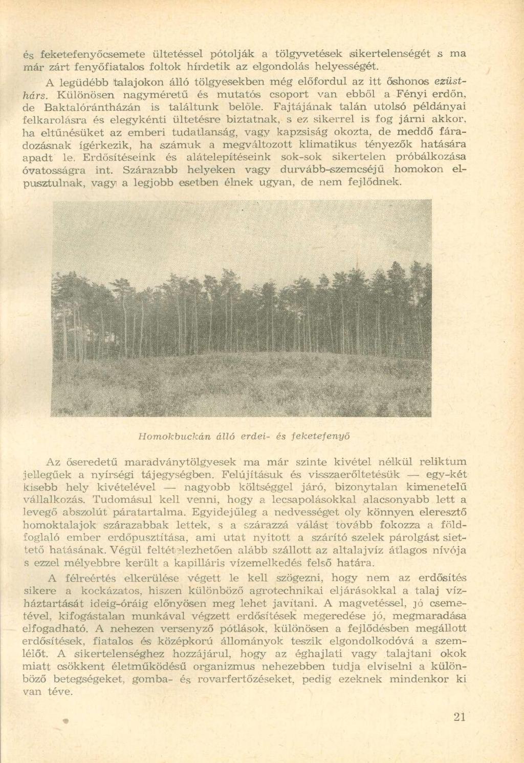és feketefenyőcsemete ültetéssel pótolják a tölgyvetések sikertelenségét s már zárt fenyőfiatalos foltok hirdetik az elgondolás helyességét.