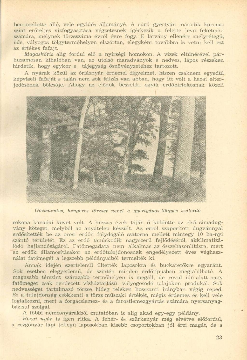 ben mellette álló, vele egyidős állományé. A sűrű gyertyán második koronaszint erőteljes vízfogyasztása végzetesnek ígérkezik a felette levő feketedió számára, melynek törzsszáma évről évre fogy.