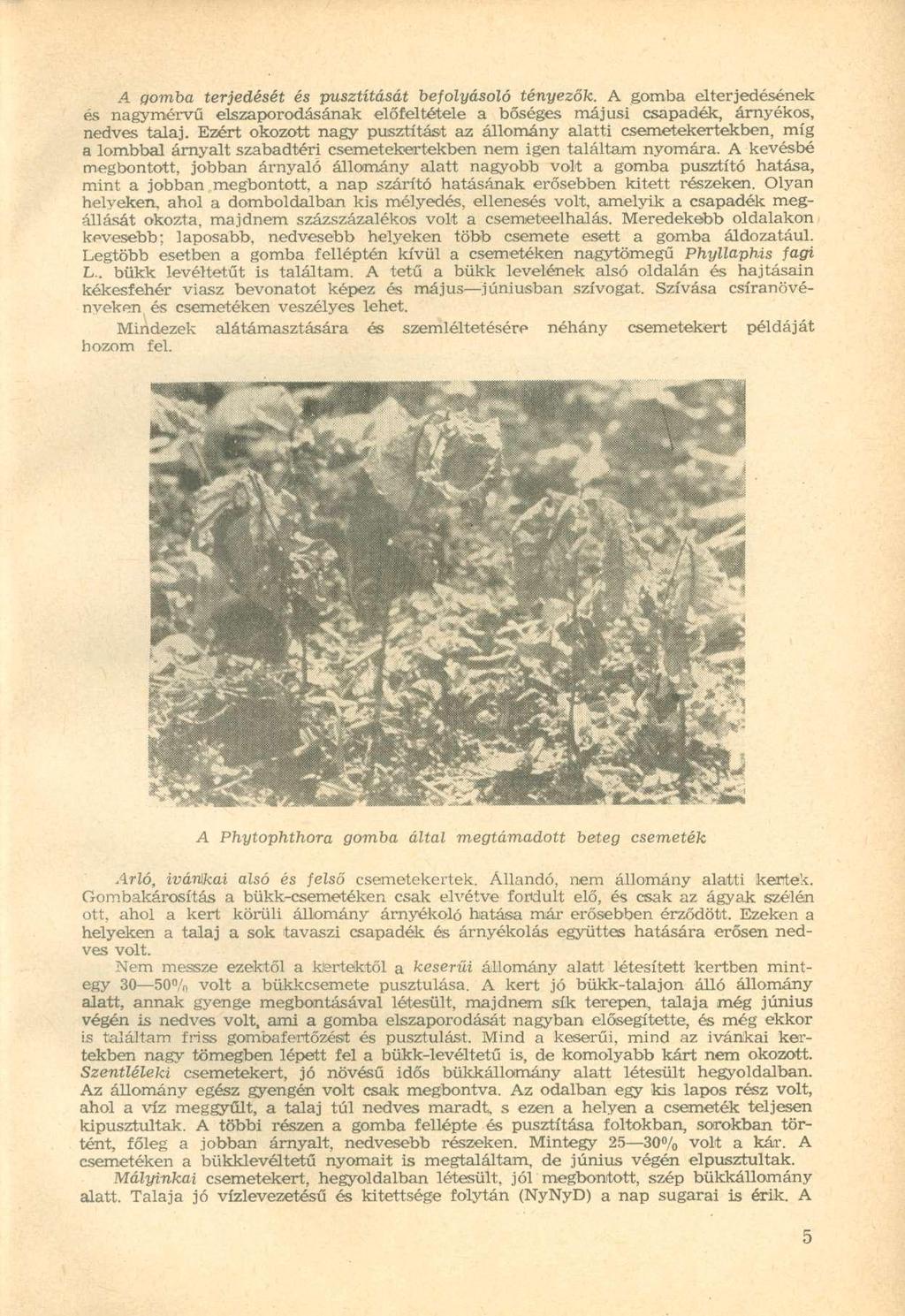 A gomba terjedését és pusztítását befolyásoló tényezők. A gomba elterjedésének és nagymérvű elszaporodásának előfeltétele a bőséges májusi csapadék, árnyékos, nedves talaj.