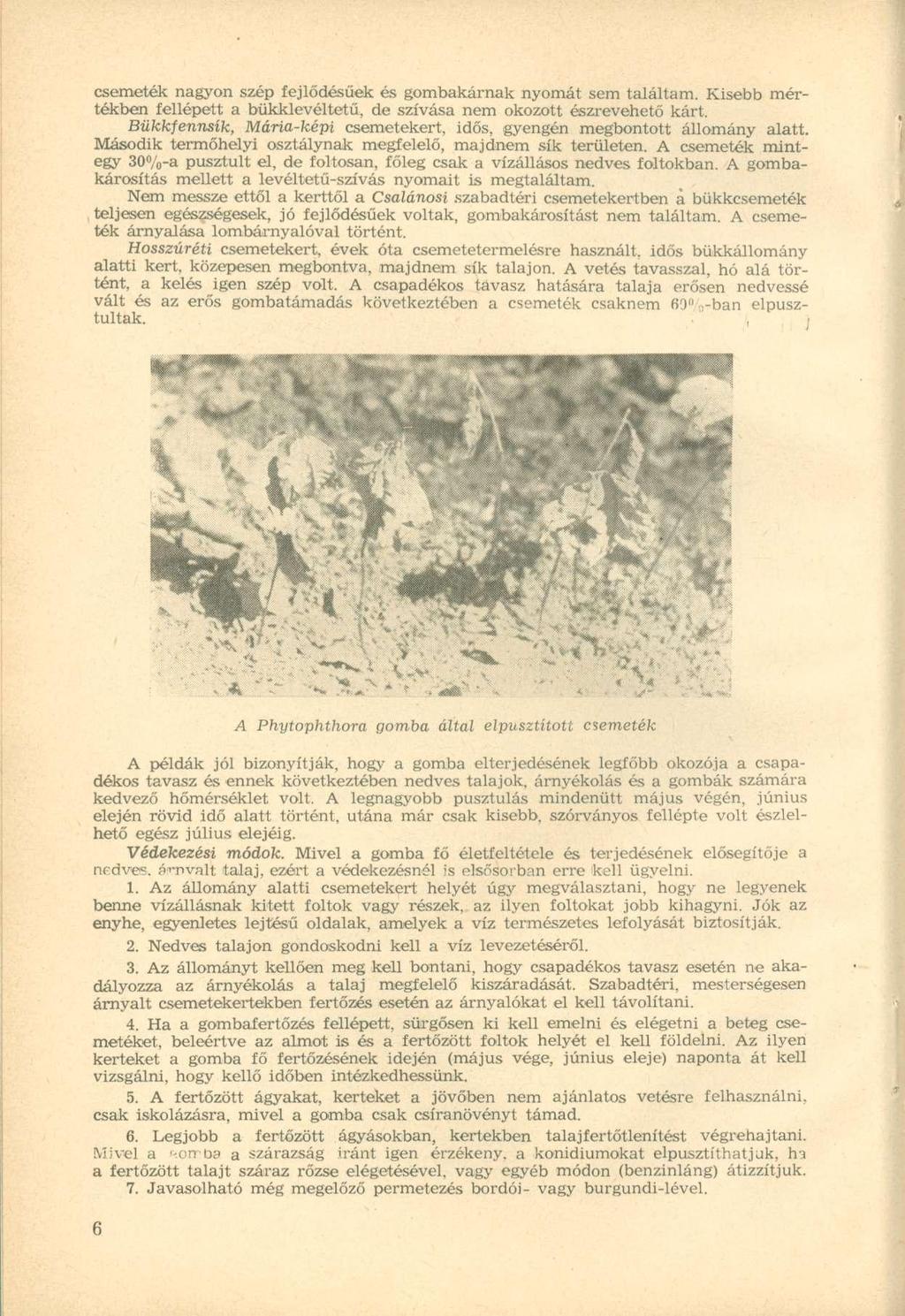 csemeték nagyon szép fejlődésűek és gombakárnak nyomát sem találtam. Kisebb mértékben fellépett a bükklevéltetű, de szívása nem okozott észrevehető kárt.