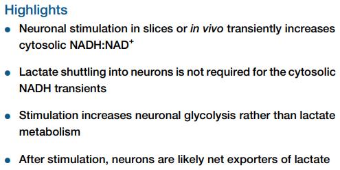 Lactate Shuttling May Occur at Rest,