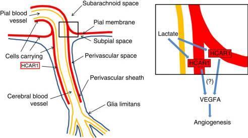 Nat Commun. 2017 May 23;8:15557. Exercise induces cerebral VEGF and angiogenesis via the lactate receptor HCAR1.