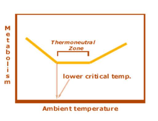 Mikor kezdődnek a kóros folyamatok Komfortzóna vagy termoneutrális zóna/környezet Meleg / hideg stressz http://www.und.ac.za/und/lesci/bird/thermoneutral_zone.