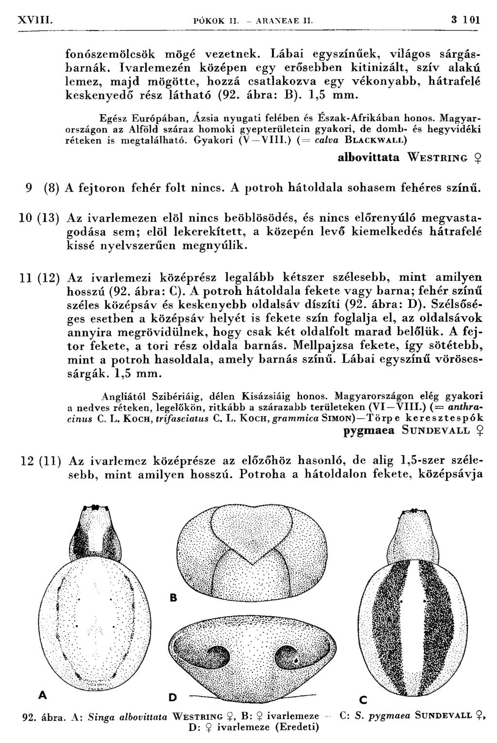 XVIII. PÓKOK II. ARAXEA E II. 3 101 fonószem ölcsök mögé vezetnek. Lábai egyszínűek, világos sárgásbarnák.