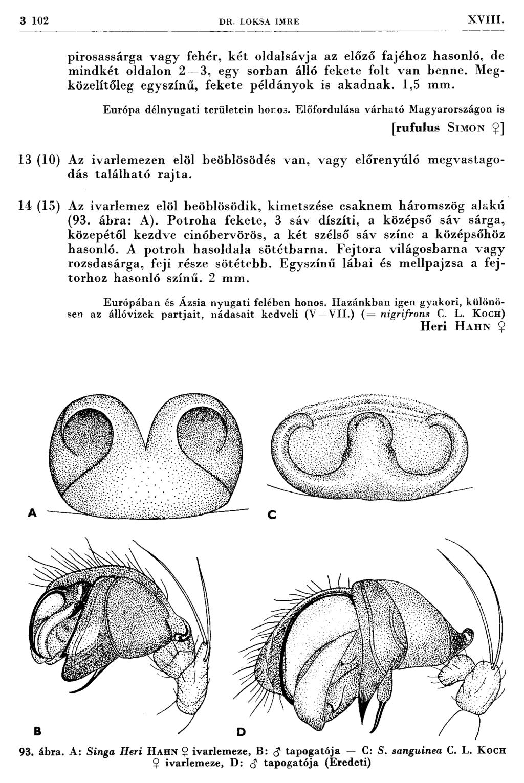 3 102 D R. LOKSA IM RE XVIII. pirosassárga vagy fehér, k ét oldalsávja az előző fajéhoz hasonló, de m indkét oldalon 2 3, egy sorban álló fekete folt v an benne.