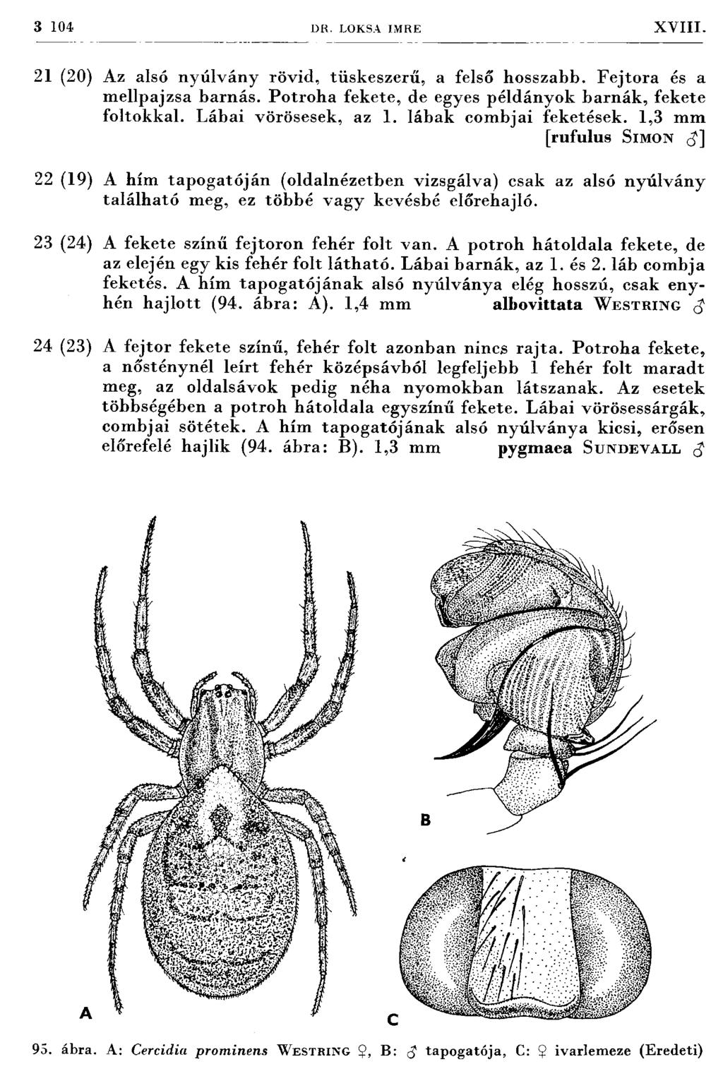 3 104 DK. LOKSA IM RE X V III. 21 (20) Az alsó n y ú lv án y rövid, tüskeszerű, a felső hosszabb. F ejto ra és a m ellpajzsa barnás. P otroha fekete, de egyes példányok barnák, fekete foltokkal.