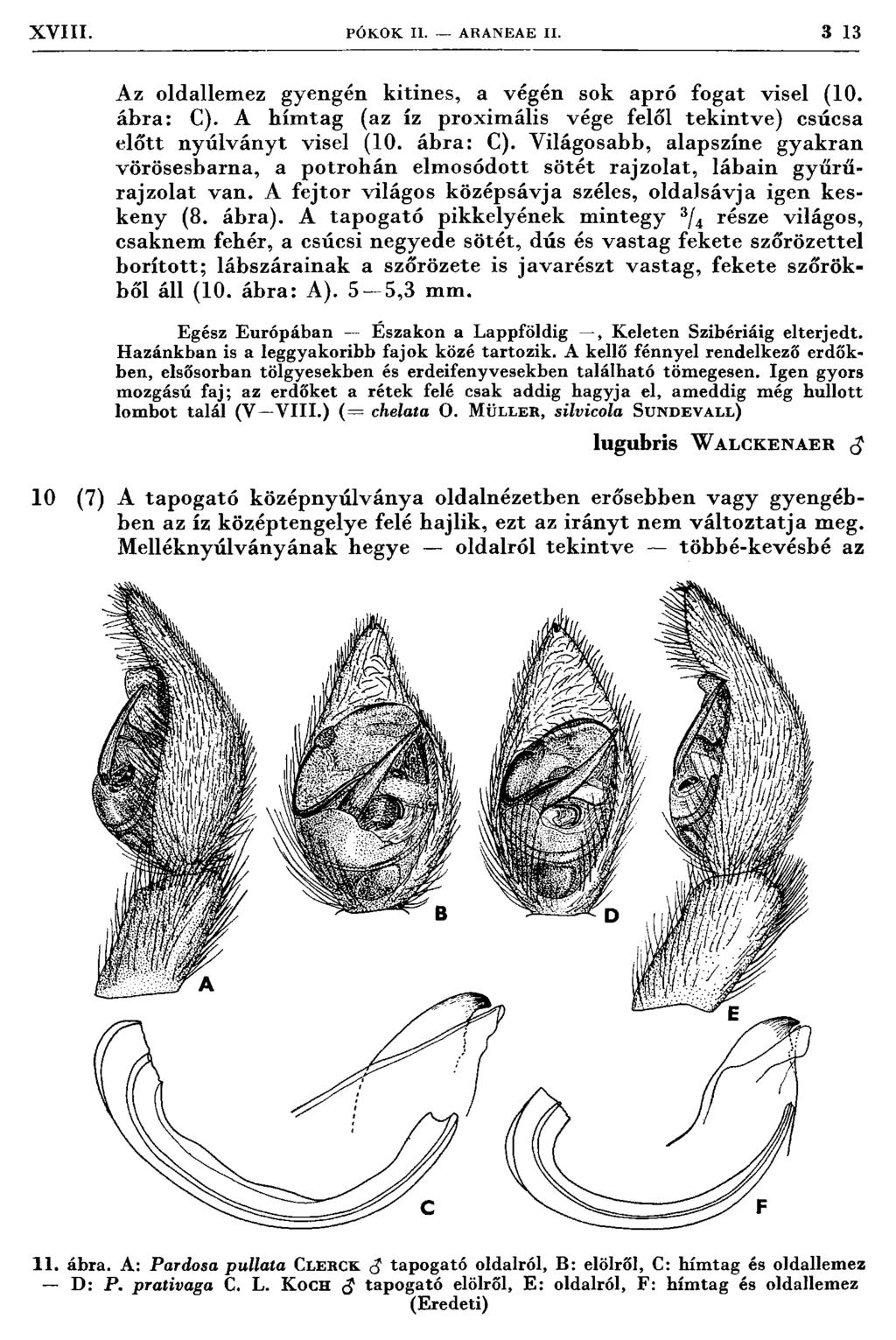 XVIII. PÓ K O K II. ARANEA E II. 3 13 Az oldallemez gyengén kitines, a végén sok apró fogat visel (10. ábra: C). A hím tag (az íz proxim ális vége felől tekintve) csúcsa előtt nyúlványt visel (10.