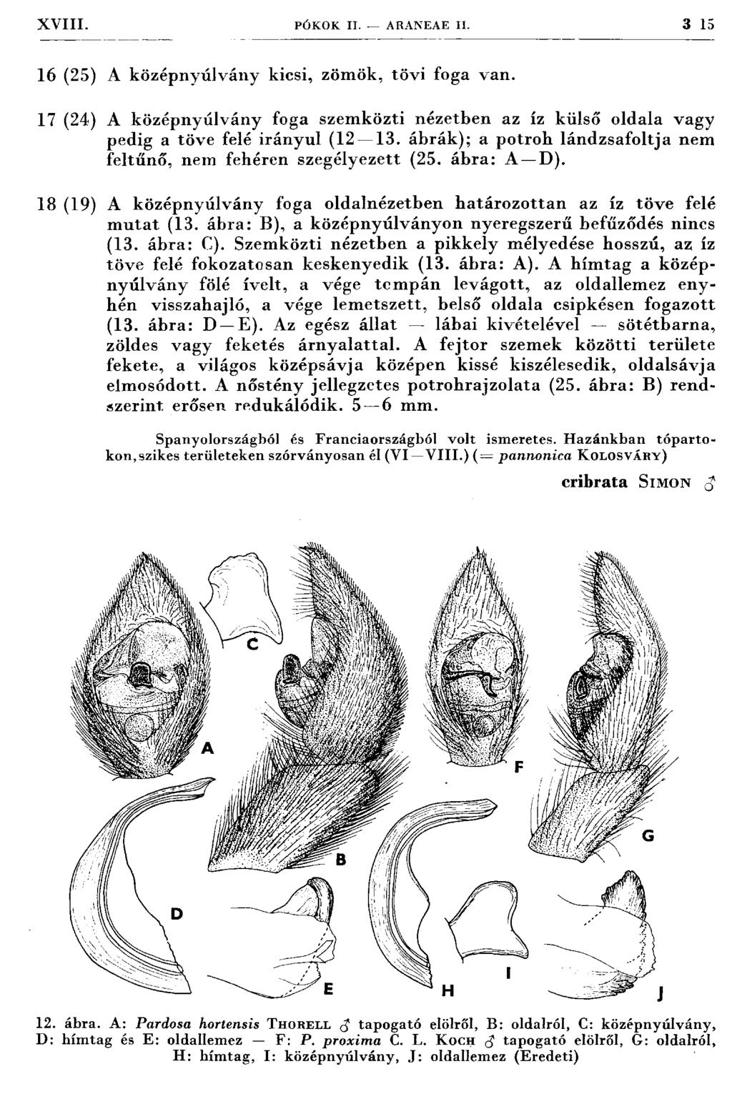 X V III. PÓKOK II. ARANEAE II. 3 15 16 (25) A középnyúlvány kicsi, zöm ök, tövi foga van. 17 (24) A középnyúlvány foga szem közti nézetben az íz külső oldala vagy pedig a töve felé irányul (12 13.