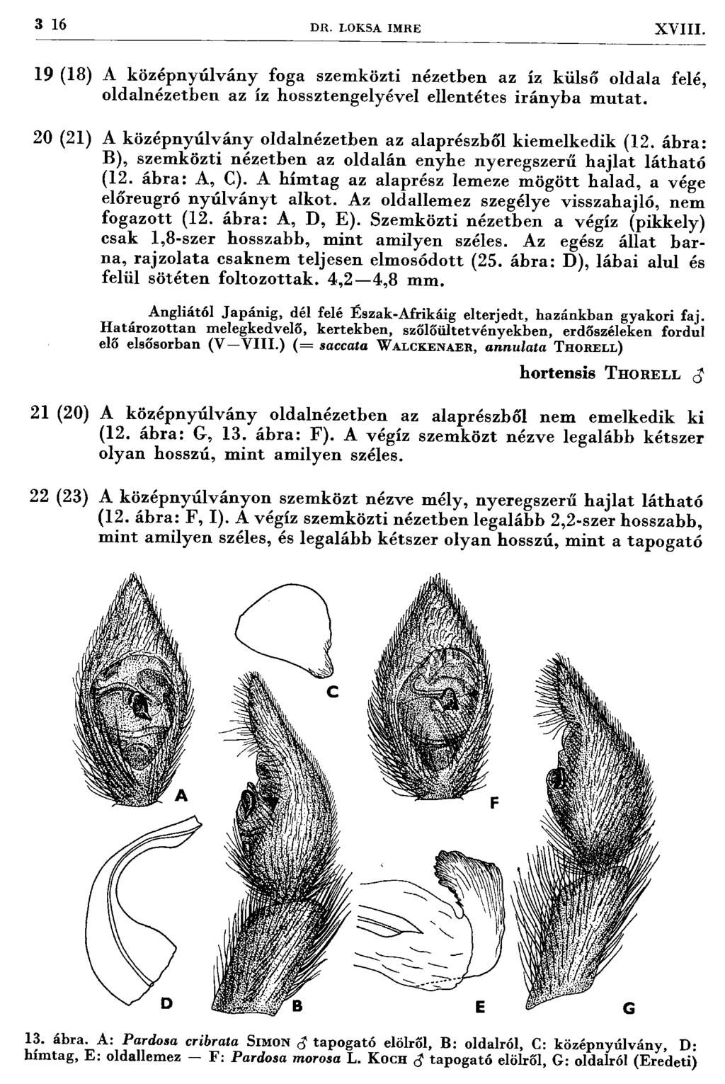 3 16 D R. LOKSA IM RE XVIII. 19 (18) A középnyúlvány foga szem közti nézetben az íz külső oldala felé, oldalnézetben az íz hossztengelyével ellentétes irá n y b a m u ta t.