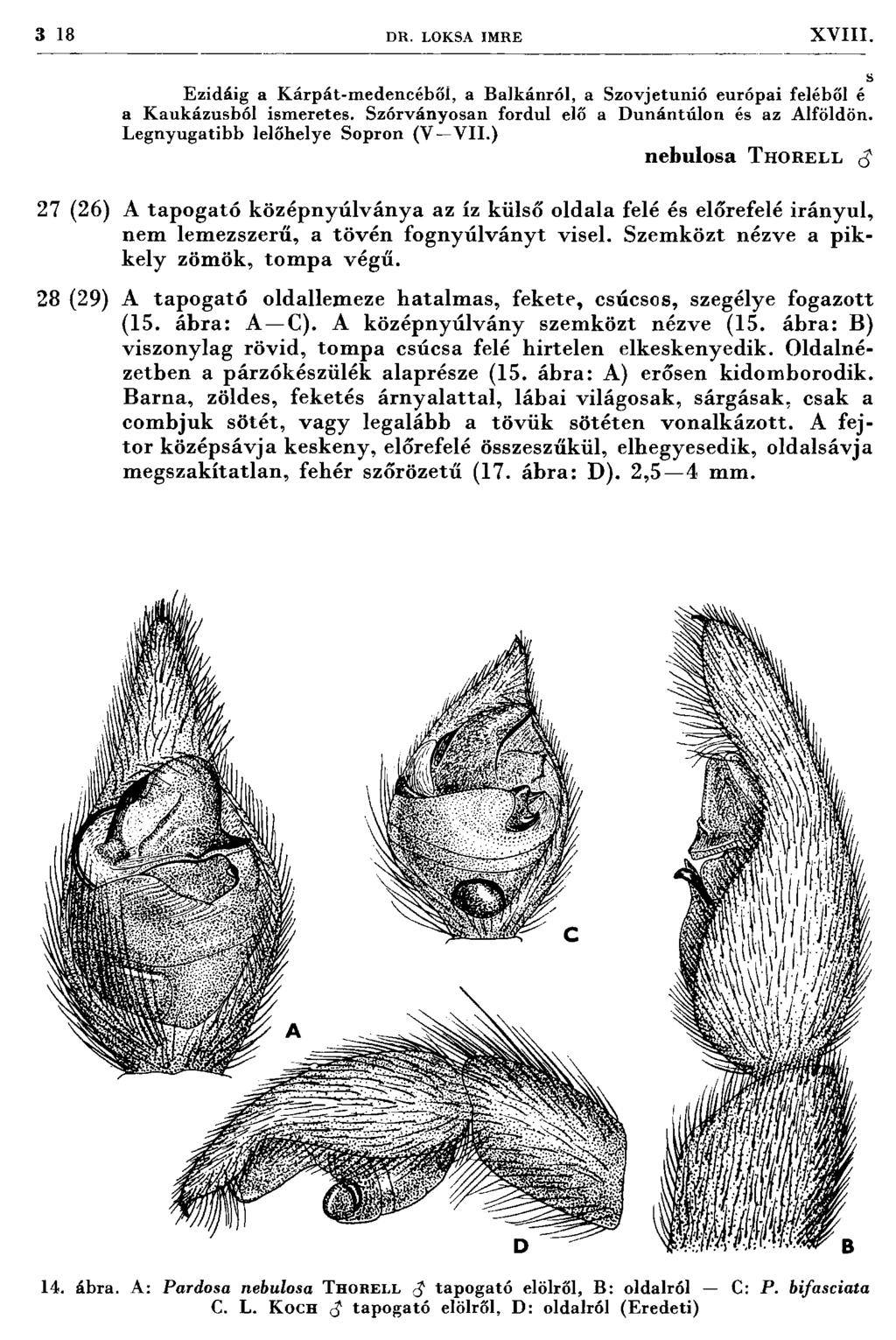 3 18 D R. LOKSA IM RE XVIII. E zidáig a K árpát-m edencéből, a Balkánról, a Szovjetunió európai feléből é a K aukázusból ism eretes. Szórványosan fordul elő a D unántúlon és az Alföldön.