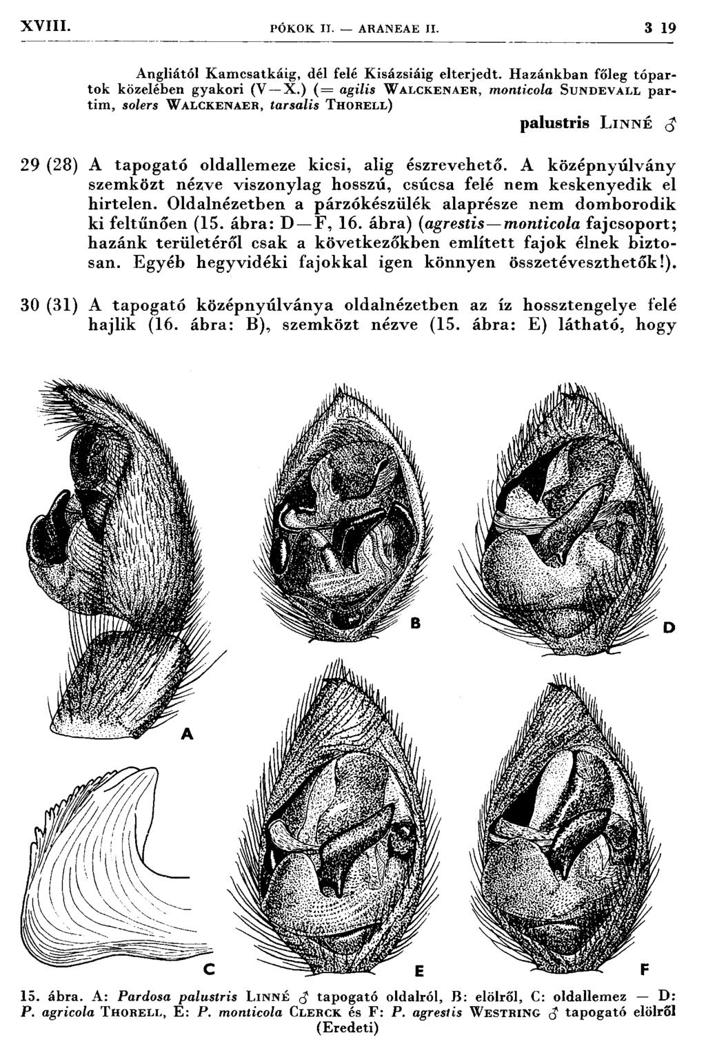 X V III. PÓKOK II. ARANEAE II. 3 19 Angliától K am csatkáig, dél felé K isázsiáig elterjedt. H azánkban főleg tópartok közelében gyakori (V X.
