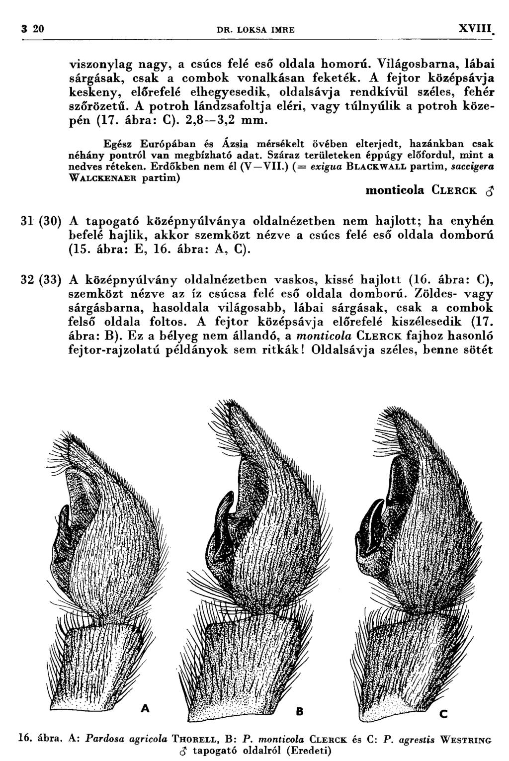 3 20 DR. LOKSA IM RE XVIII. viszonylag nagy, a csúcs felé eső oldala hom orú. V ilágosbarna, lábai sárgásak, csak a com bok vonalkásan feketék.