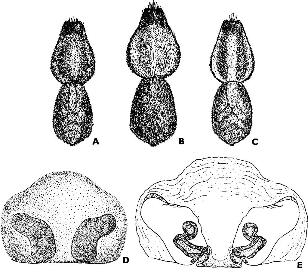 XVIII. PÓ K O K II. AHANEAE II.