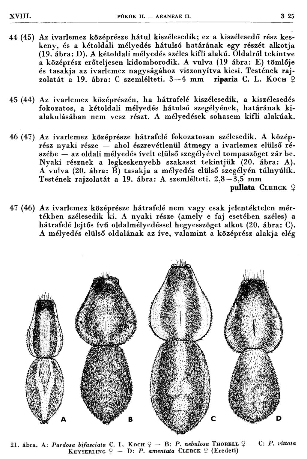 XVIII. PÓ K O K II. ARANEA E II. 3 25 44 (45) Az ivarlem ez középrésze h á tu l kiszélesedik; ez a kiszélesedő rész keskeny, és a kétoldali m élyedés hátulsó h atárán ak egy részét alkotja (19.