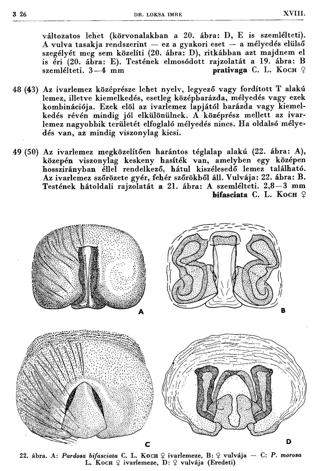 3 26 D R. LOKSA IM RE XVIII. változatos lehet (körvonalakban a 20. ábra: D, E is szem lélteti).
